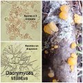 Dacrymyces stillatus-amf749-1